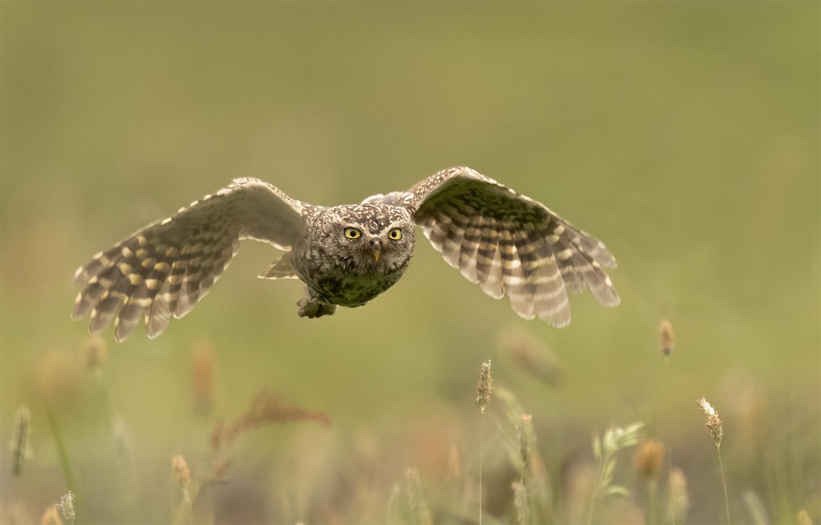 Little Owl flies over the meadow - Marny Macdonald