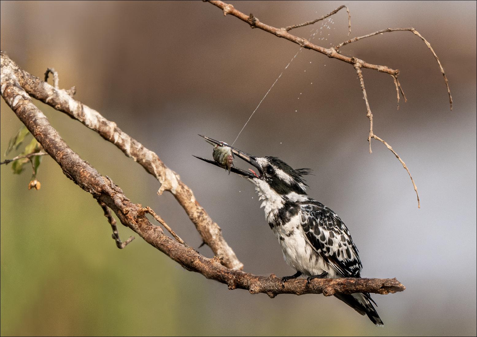 Pied Kingfisher with Fish - Cheryl Wilkes