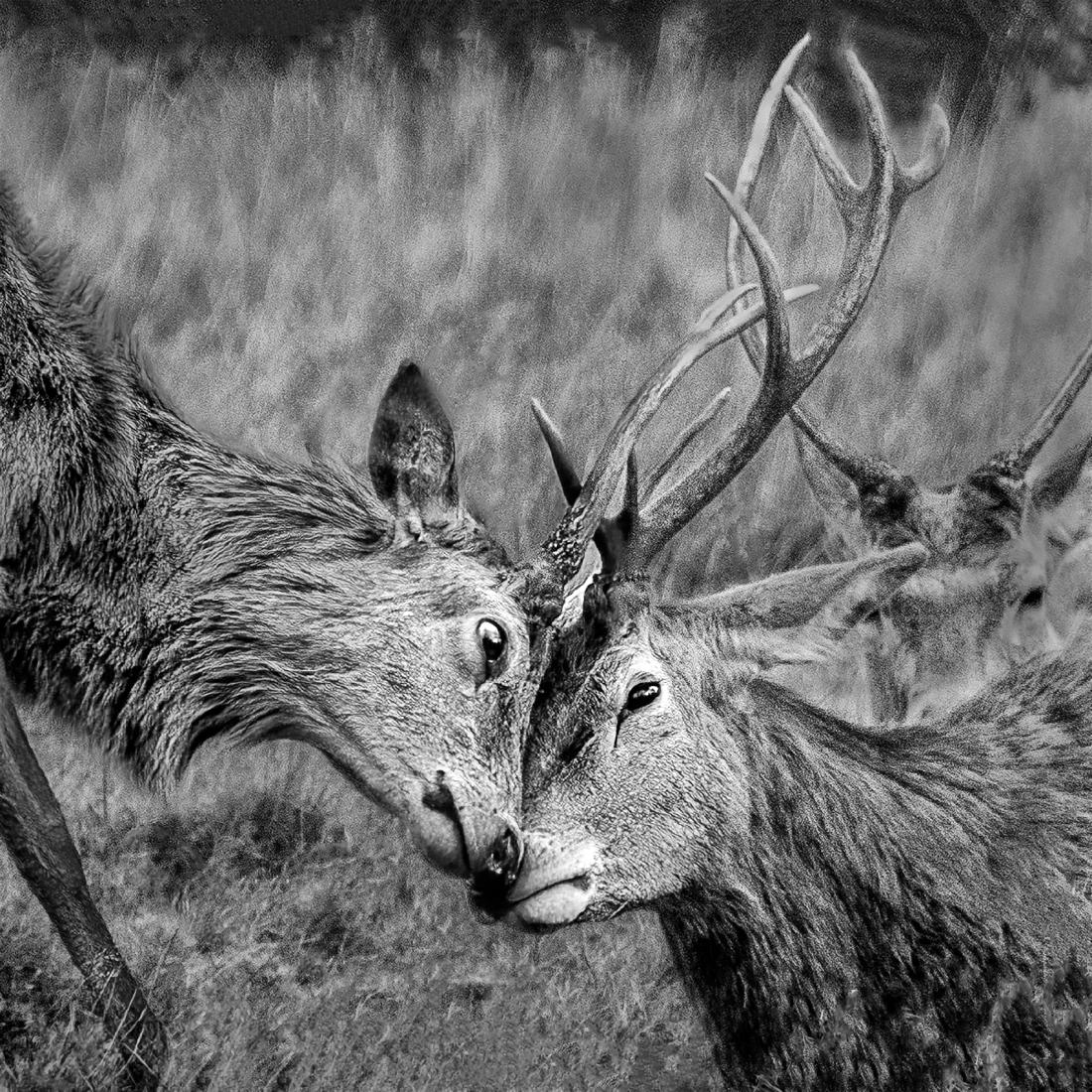Red deer at play - Eddie Campbell