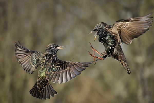 Squabbling Starlings - Chris Aldred