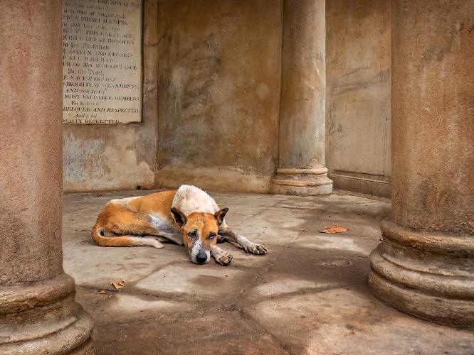 Street Dog Resting in Kolkata Memorial - Kate Jackson