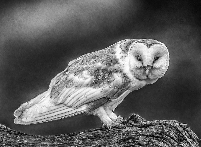 Barn Owl with Prey - Robert Macdonald