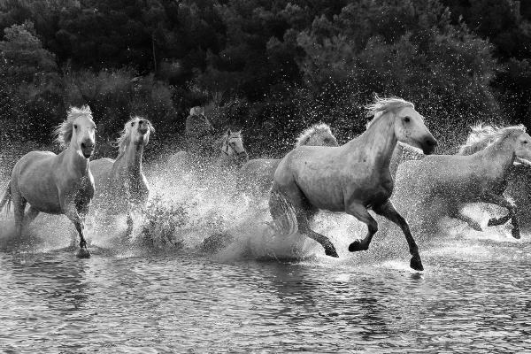 Horses in the Camargue - Marny Macdonald