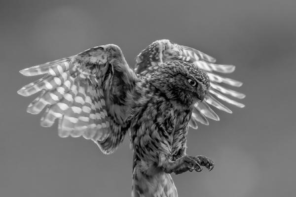 Little Owl about to land - Robert Macdonald