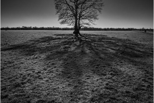 Oak Tree Shadow - Jeff Scott