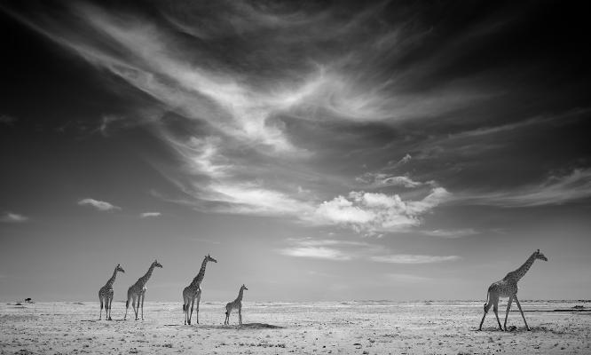 Start of the Journey - Chrissie Hart