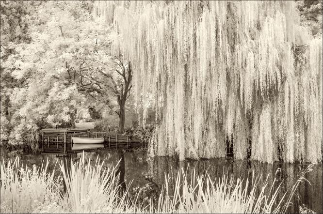 Wind in the Willows - Melvyn Frewin