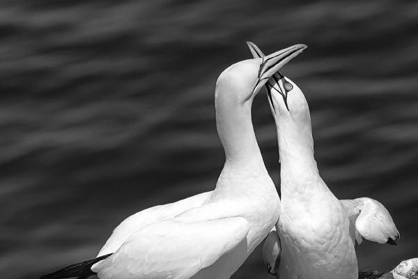 Gannets Bonding - Colin Brett