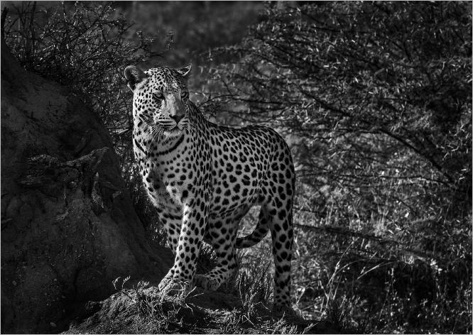 Leopard, Namibia - Colin Westgate