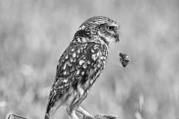 Lt Owl beheaded its mouse - Marny Macdonald
