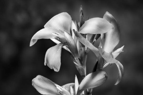 Canna Lily - Chrissie Alexander