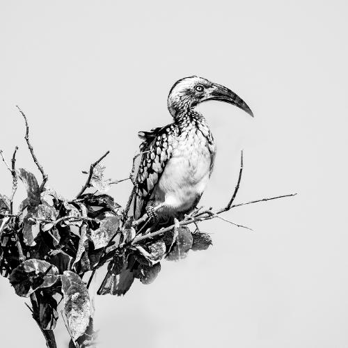 Hornbill - Marny Macdonald