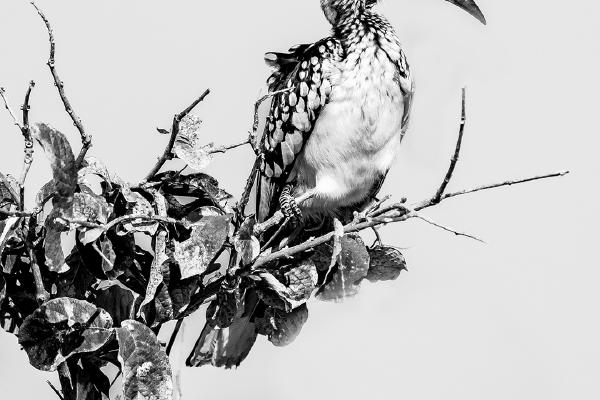 Hornbill - Marny Macdonald