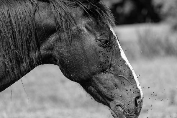 Horse Flies - Paul Douglas