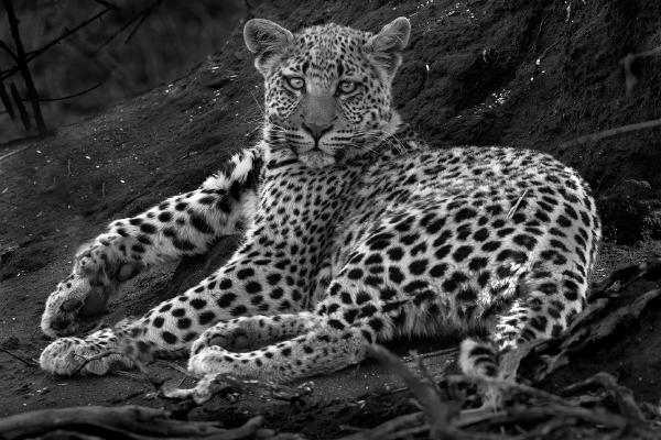 Leopard cub resting by a tree - Marny Macdonald