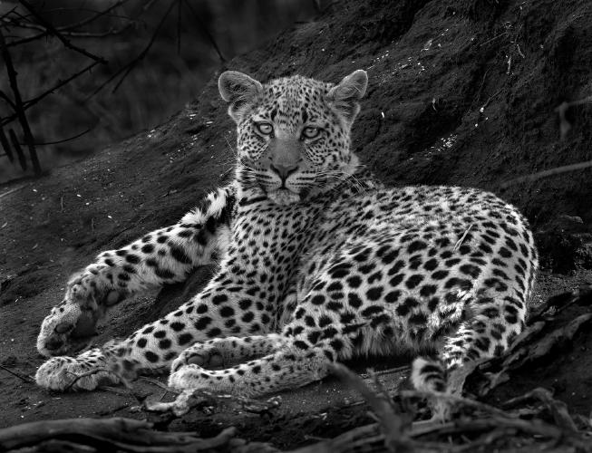 Leopard cub resting by a tree - Marny Macdonald