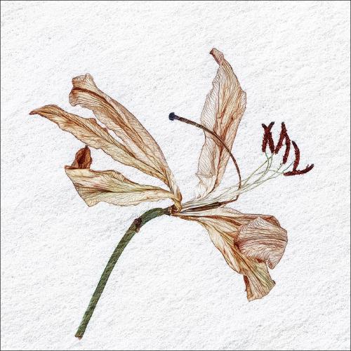 Decaying Lilies (1) - Pat Frewin