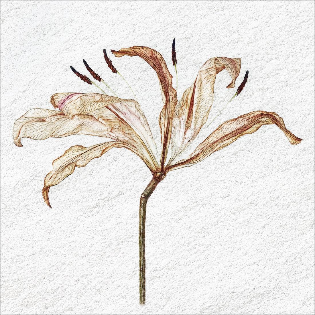 Decaying Lilies (2) - Pat Frewin
