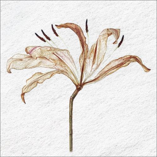 Decaying Lilies (2) - Pat Frewin