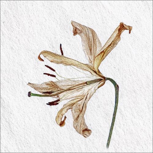 Decaying Lilies (3) - Pat Frewin
