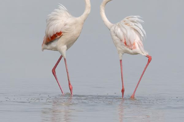 Flamingo Flamboyance (2) - Chrissie Hart