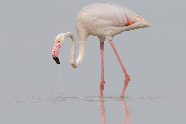 Flamingo Flamboyance (3) - Chrissie Hart