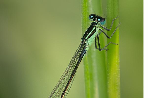 Natures Beauty (1) - Colin Brett
