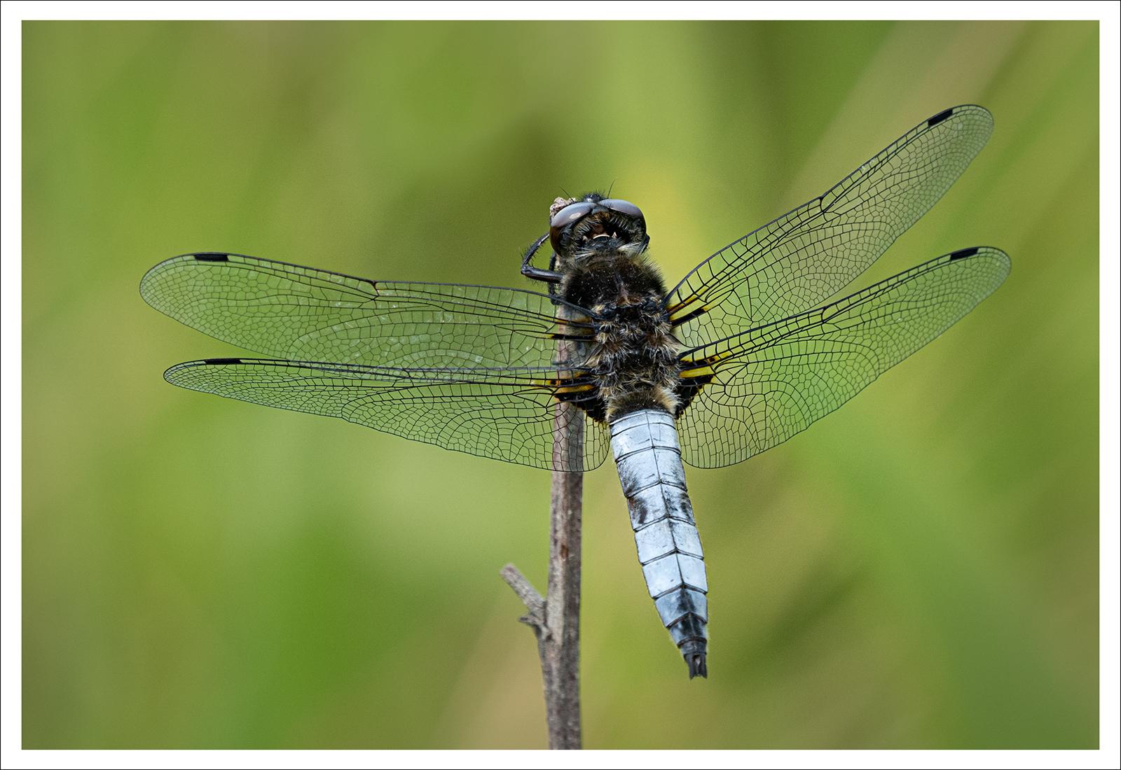 Natures Beauty (2) - Colin Brett