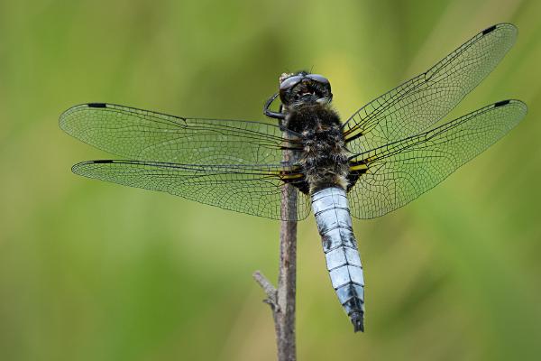 Natures Beauty (2) - Colin Brett