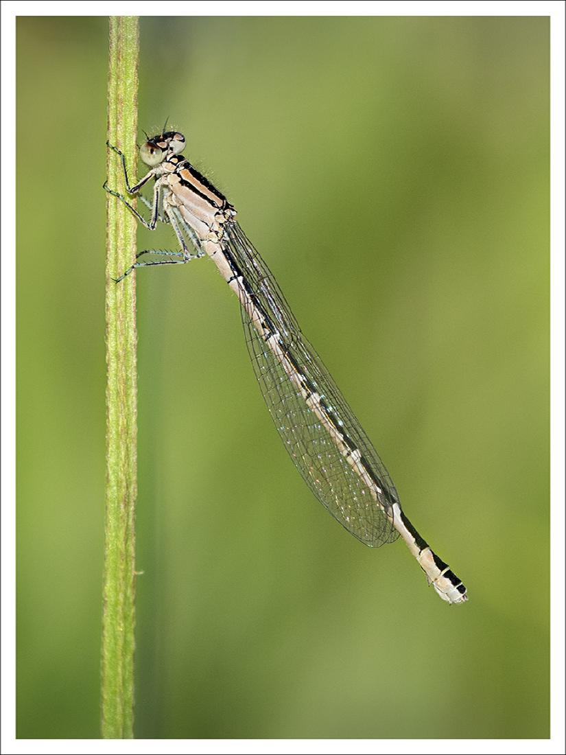 Natures Beauty (3) - Colin Brett