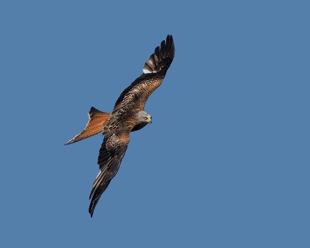 Red Kite (1) - Chris Aldred