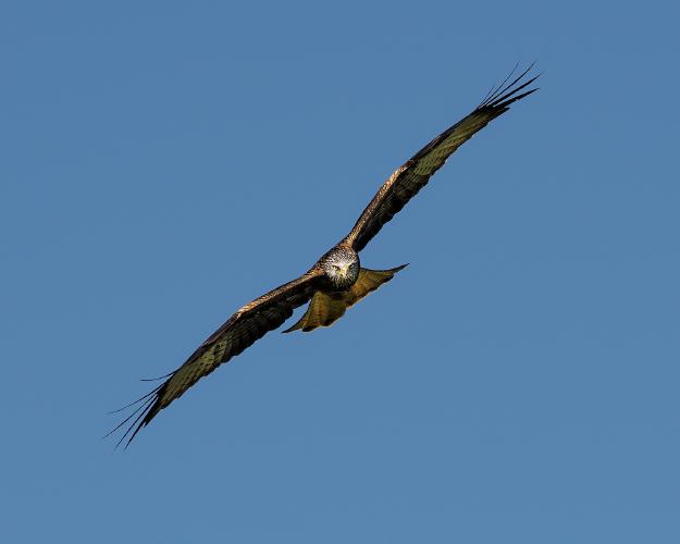 Red Kite (2) - Chris Aldred