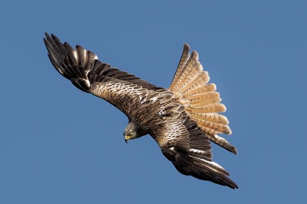 Red Kite (3) - Chris Aldred