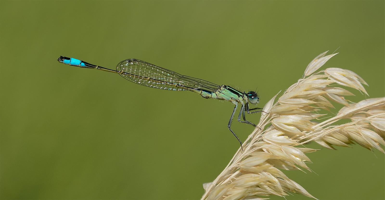 Blue Tailed Damselfly - Robert Farrow