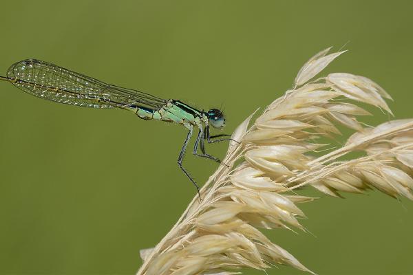 Blue Tailed Damselfly - Robert Farrow