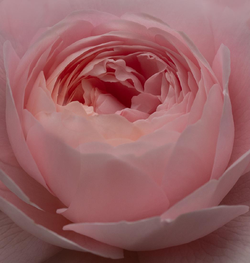 Blush Rose - Nesta James