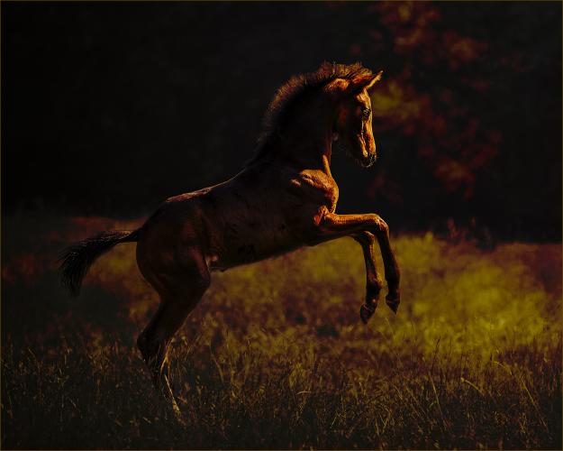 Dancing into the Light - Chris Pugh