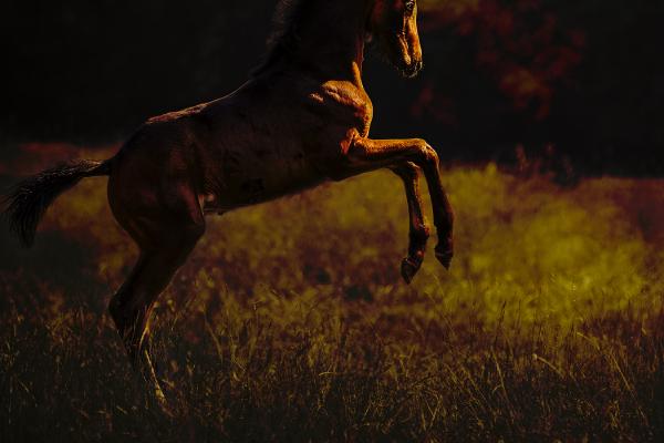 Dancing into the Light - Chris Pugh