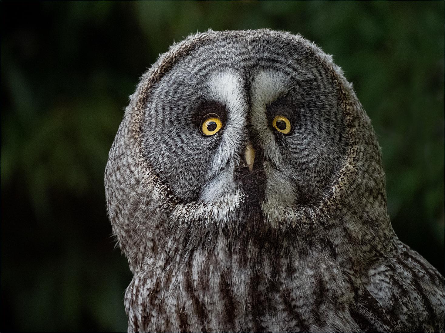 Great Grey Owl - Jennifer Brett