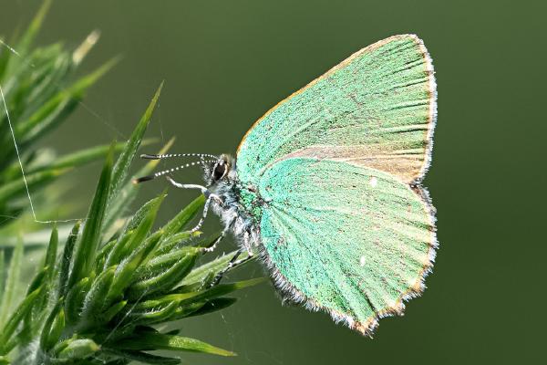Green Hairstreak Butterfly - Colin Brett