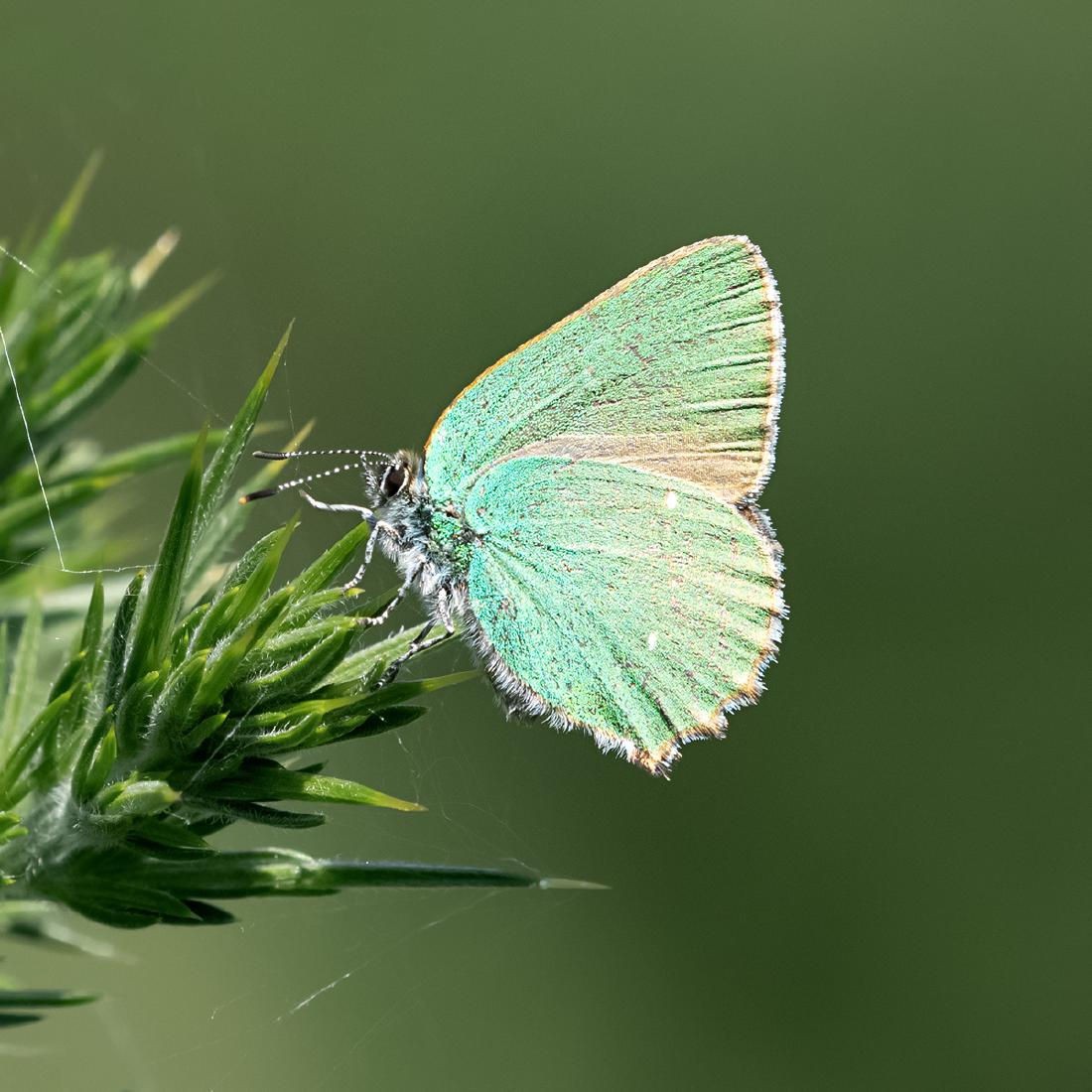 Green Hairstreak Butterfly - Colin Brett