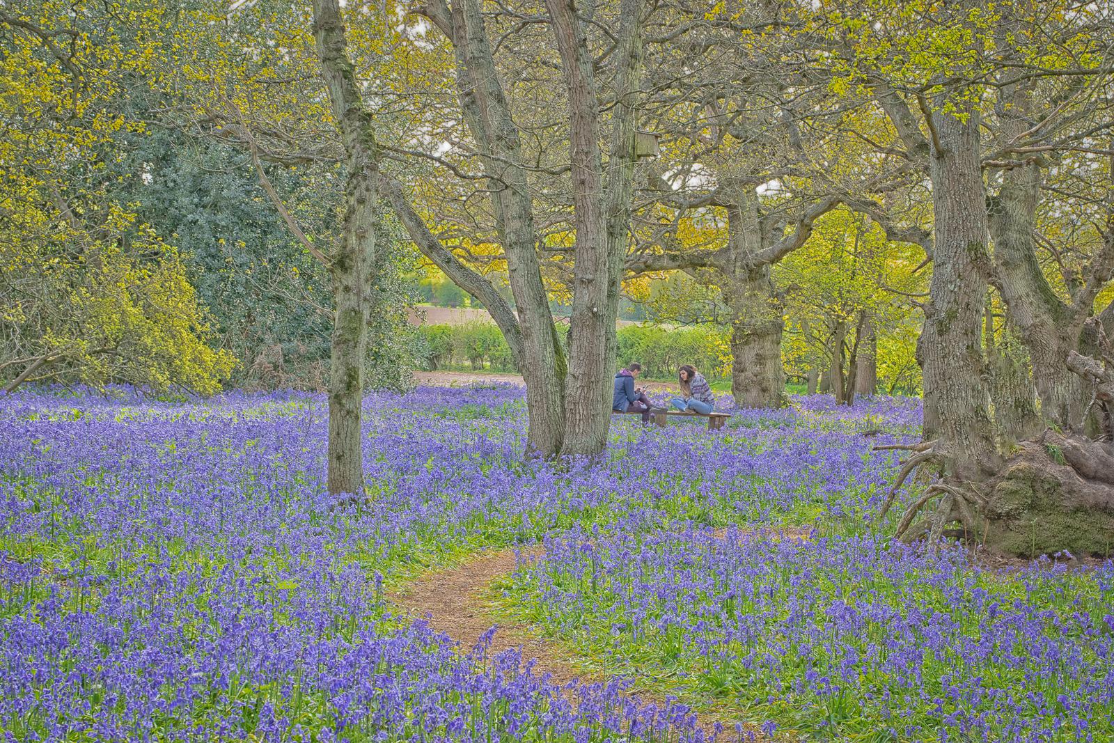 Hill House Woods - Naomi Foster