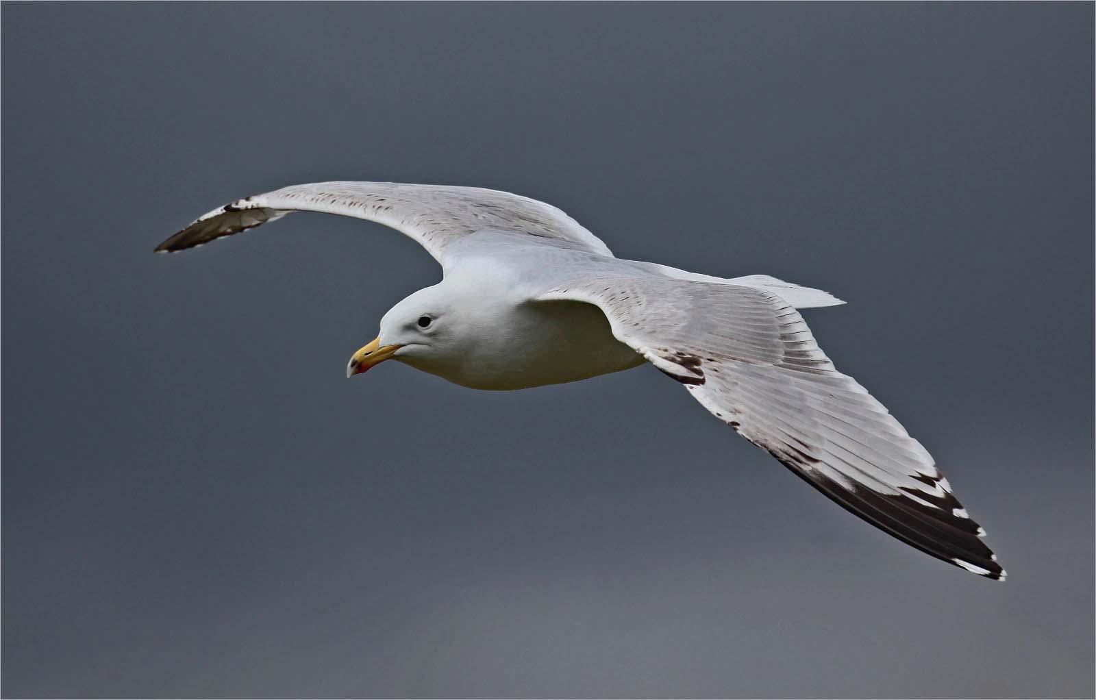 Immature Herring Gull at Abberton Reservoir - Clare Carter