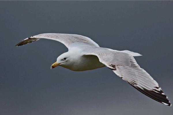 Immature Herring Gull at Abberton Reservoir - Clare Carter