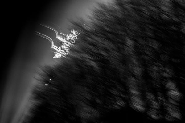 Light show in the park - Alex Tyler