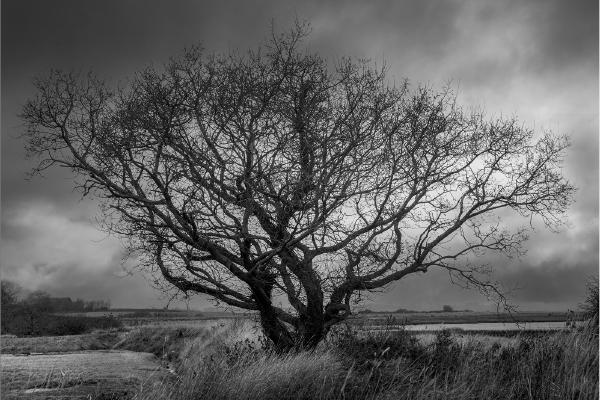 Lone tree at Kirby Creek - Alison Pangbourne