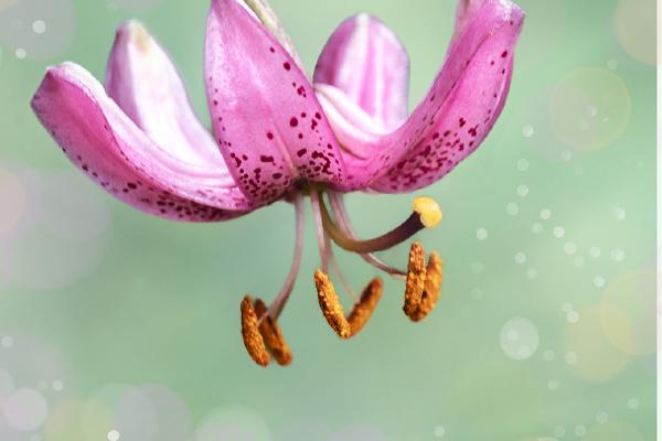 Martagon Lily - Chrissie Alexander