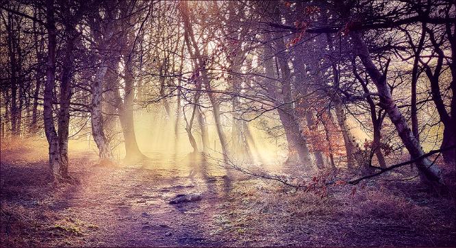 Mystic Light in Pods Wood - Kate Jackson