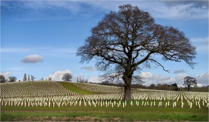 New Vineyard - Essex - Pat Frewin