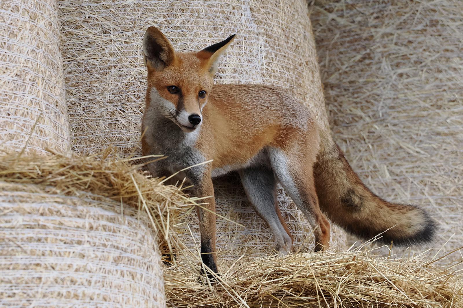 Our young farmyard fox. - Lynn Rix